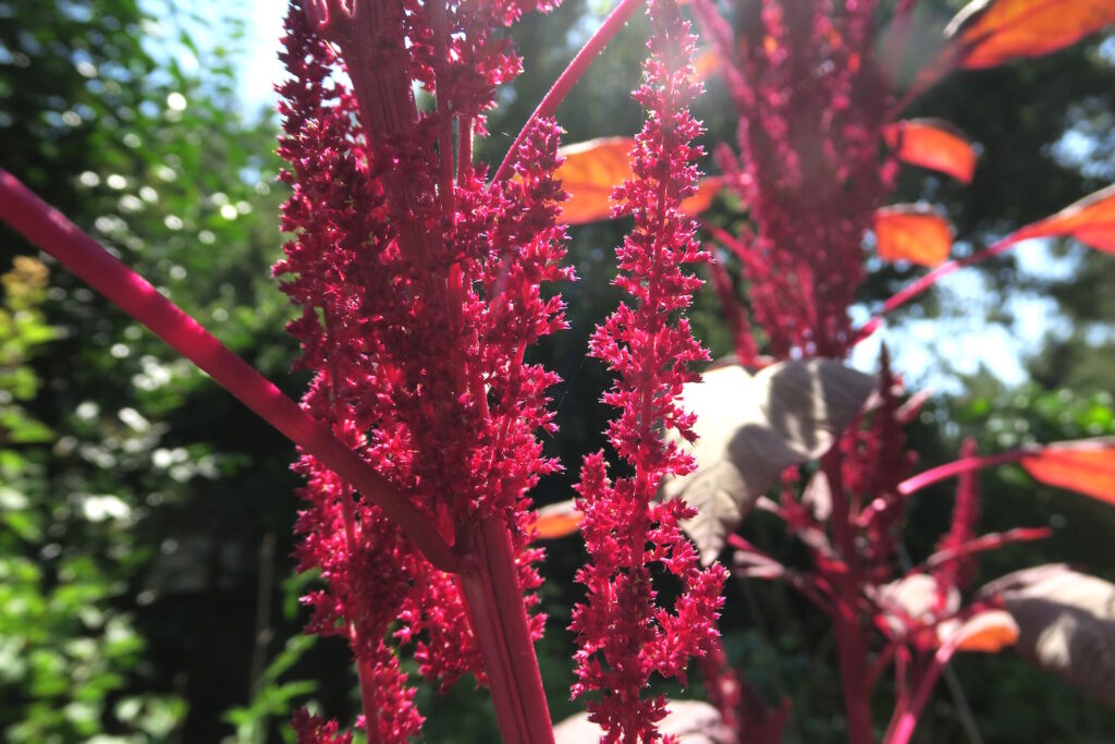 Red Amaranth flowers. Backlit. Southern California September.