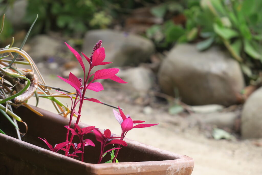 Amaranth seedling