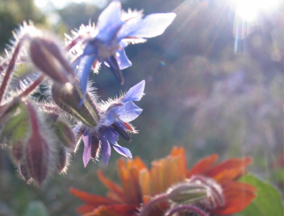 Borage flower, backlit with Rudbekia behind