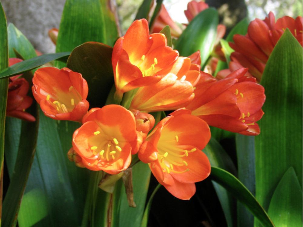 Clivia photo. Kafir lily.