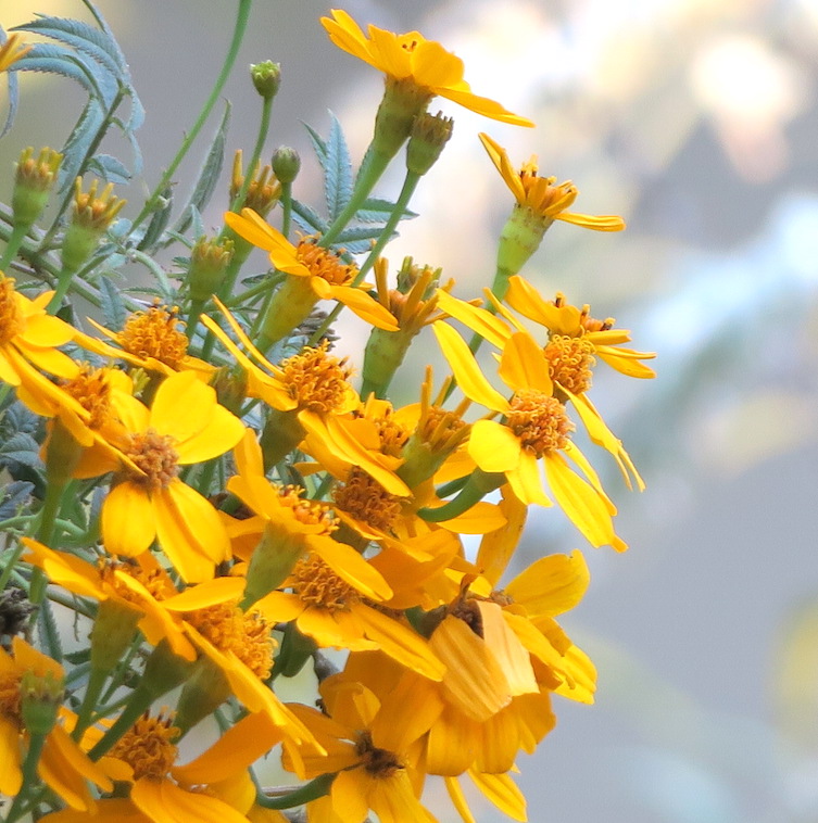 Close view of Tagetes lemmonii flowers. Orange-yellow.