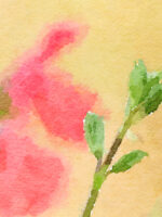 Paint style flower bud. Pink sage.