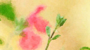 Paint style flower bud. Pink sage.