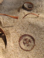 Eucalyptus twig and seed pod in sand. Goleta, California