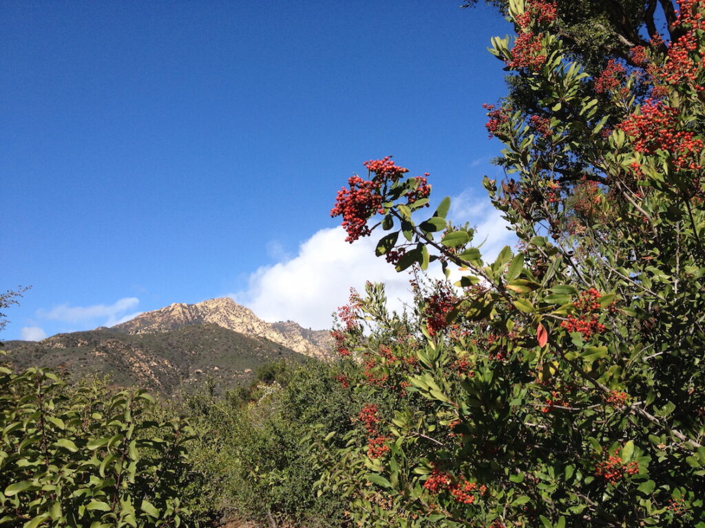 Heteromeles arbutifolia in December - Santa Barbara, Cathedral Peak in the background