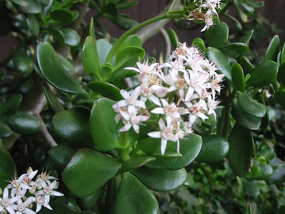 Crassula ovata - Jade plant