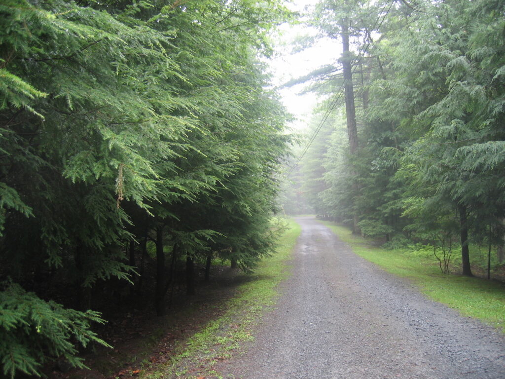 A gravel road in acloudy woods. Summertime, Glen Spey, New York