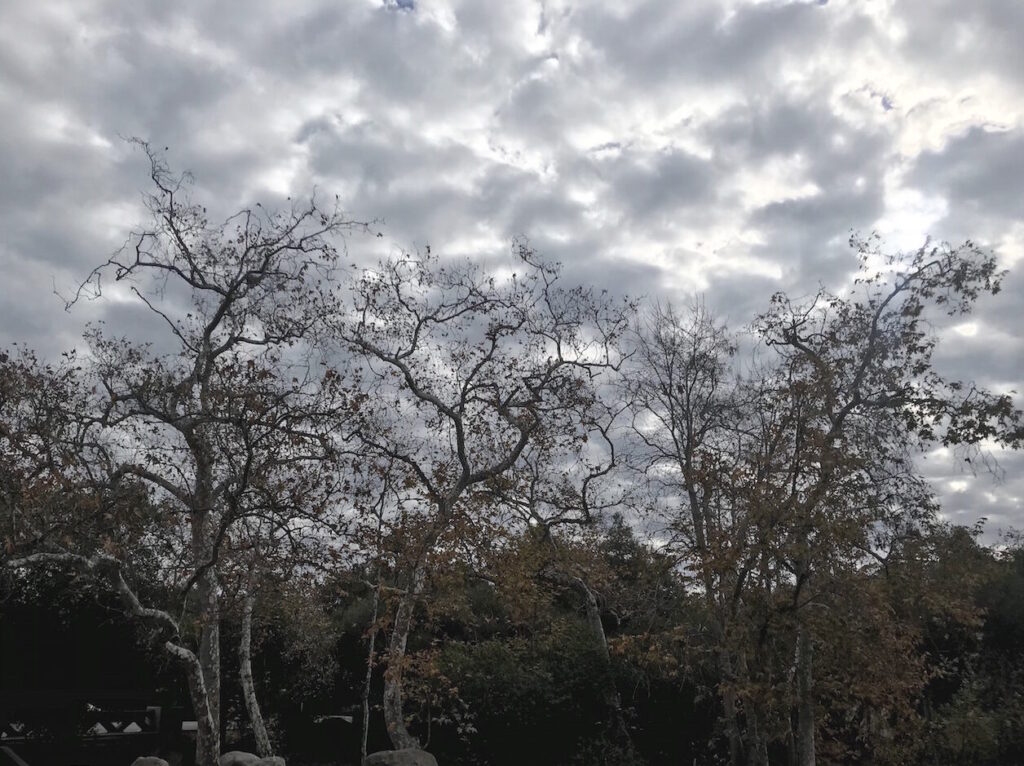 A row of Sycamore trees near Mission Creek in Santa Barbara.