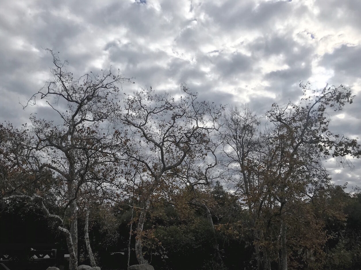 A row of Sycamore trees near Mission Creek in Santa Barbara.