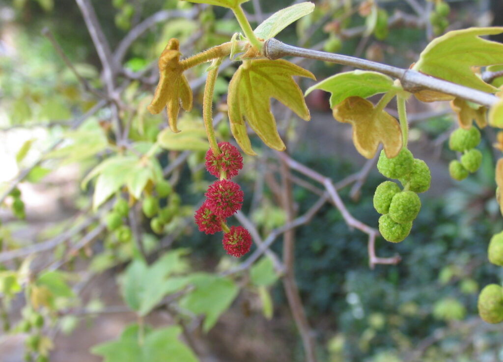 Western Sycamor (Platanus racemosa) flower. Red female on the left. Green male flowewr on the right. Seeds are wind pollinated.