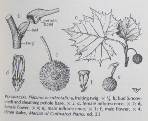 Botanical drawing of California Sycamore, Platanus racemosa. From Hortus Third by Liberty Hyde Bailey.