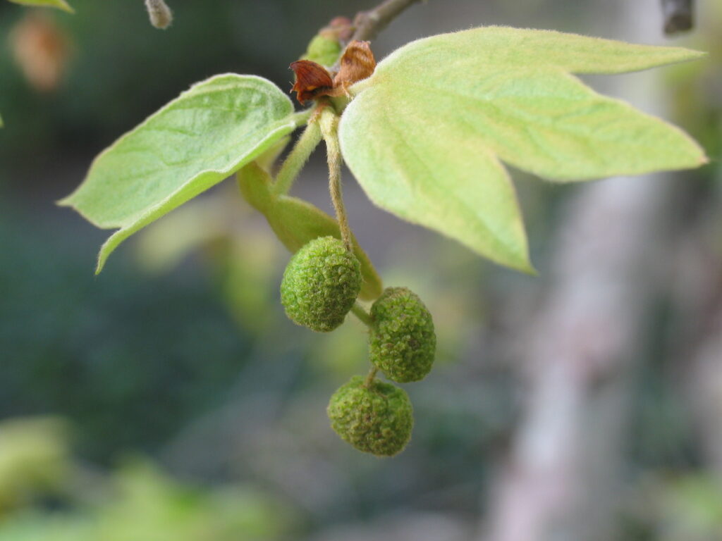 Male inflorensence Platanus racemosa California Sycamore