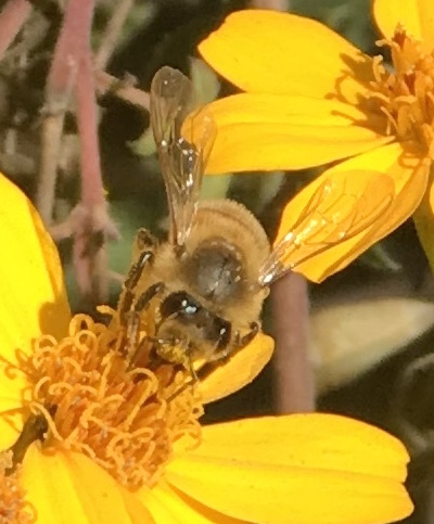 Honey bee on Tagetes lemonii flower a