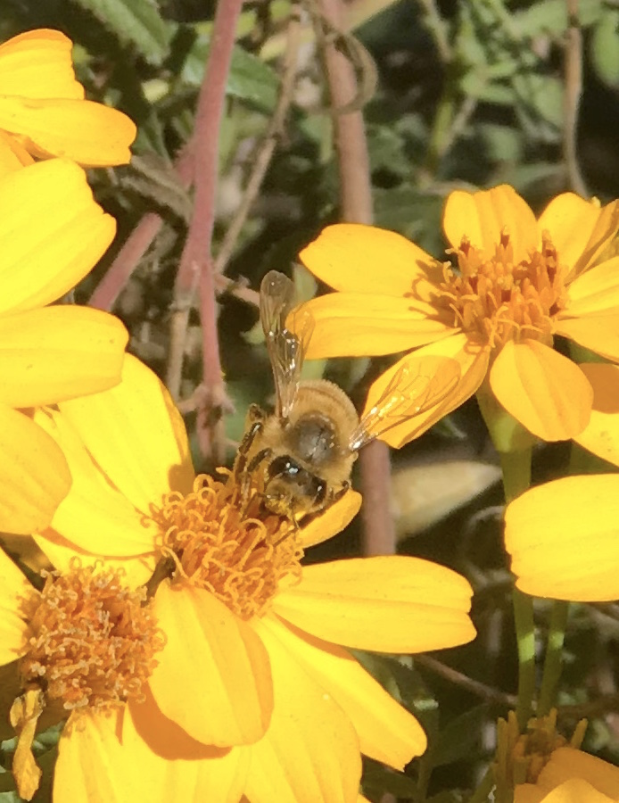 Honey bee on Tagetes lemonii flower c