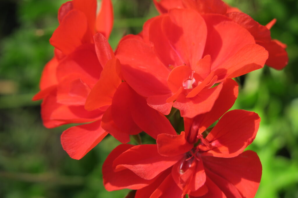 Flowers of Pelargonium domesticum - Zonal Geranium