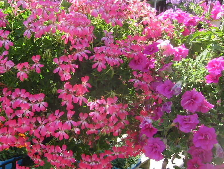 Flowers of Pelargonium peltatium - Ivy Geranium