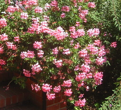 Pelargonium domesticum - Zonal Geranium