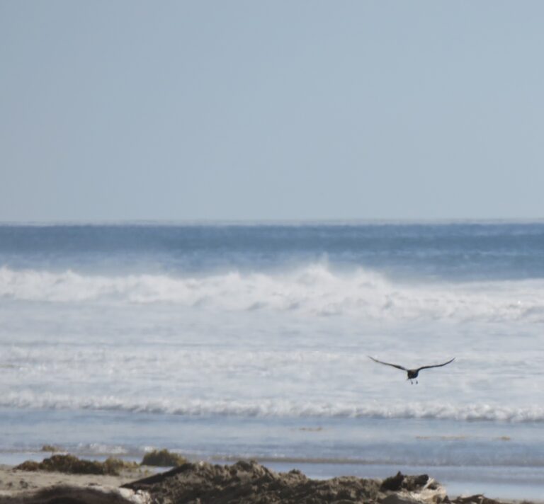 Photo of a seagull landing at Carpinteria State Beach