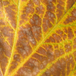 Sycamore leaf in autumn. Platanus racemosa