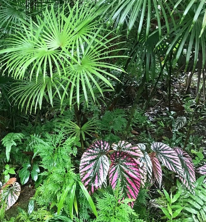 Brightly colored leaves, Hawaii Tropical Gardens, Hilo