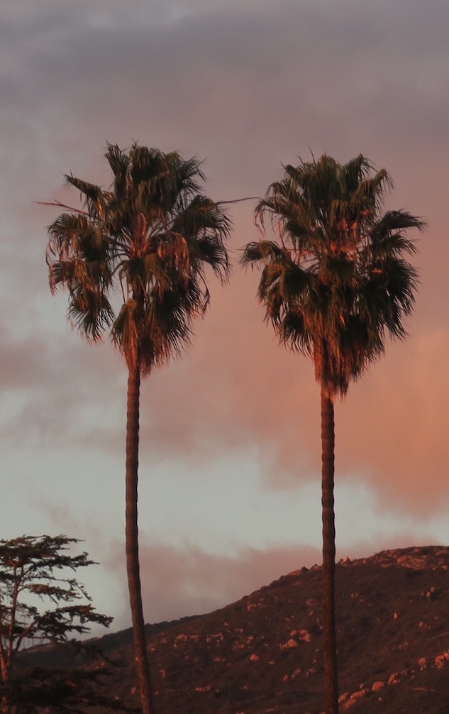 Two palm trees in Santa Barbara Wintertime
