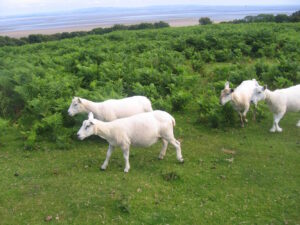 Freshly sheared sheep in Lancaster, England. Morecambe Bay is in the background.