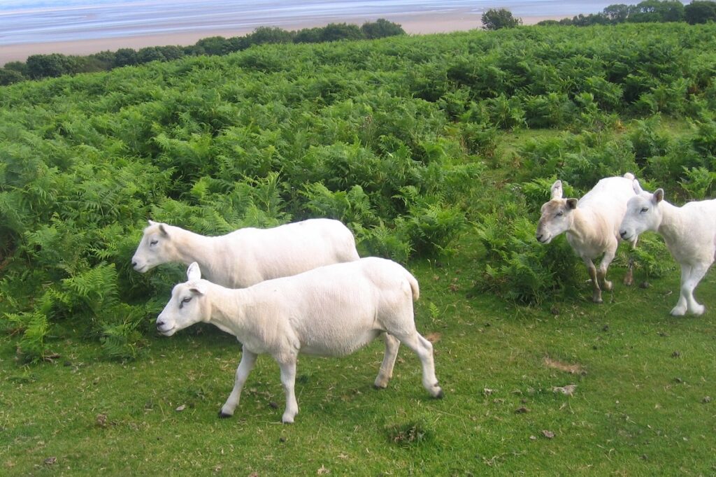 Freshly shorn sheep among bracken near Morecambe Bay England