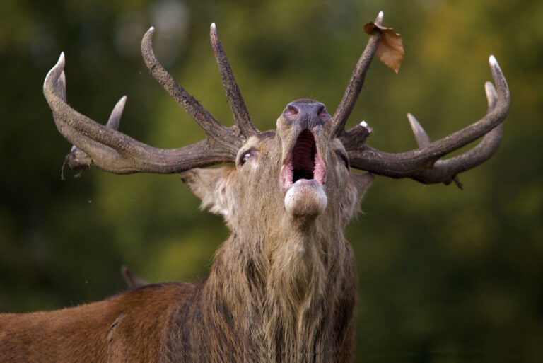 Stag with antlers. Mouth open. "Plant more Trees"