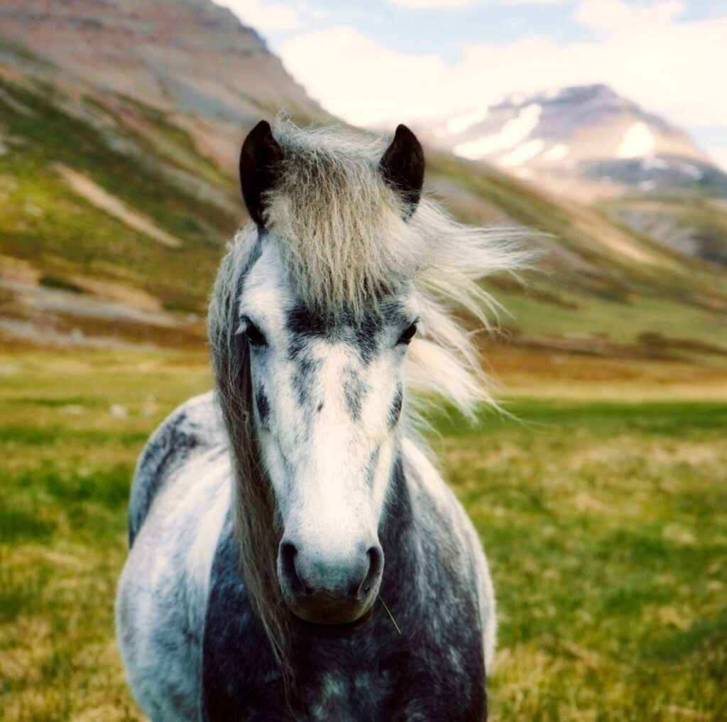 Horses photo with poem asking to stop climate disruption