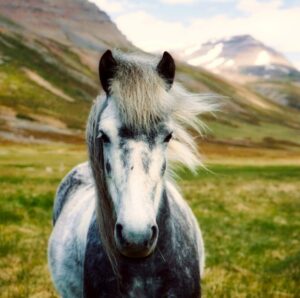 Horses photo with poem asking to stop climate disruption