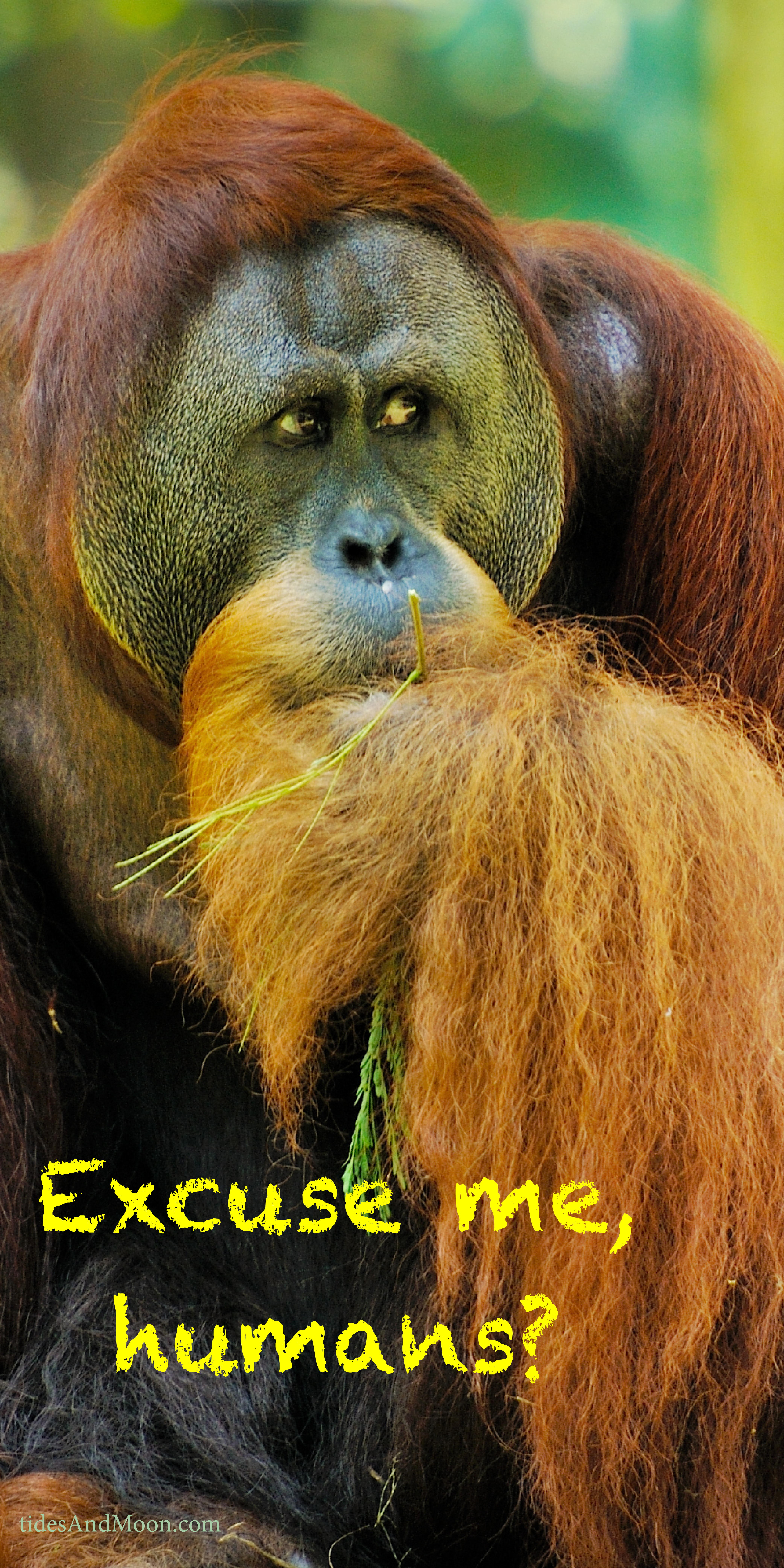 Orangutan says Excuse me humans. Call to action - climate. This is higher resolution for printing