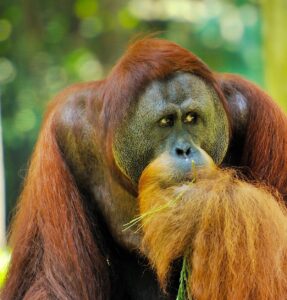 Orangutan says Excuse me Humans. Climate action poem