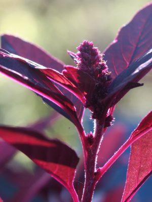 Amaranth flower bud