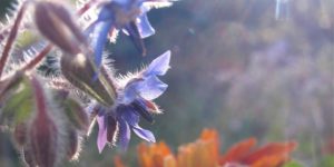 Borage flower, backlit with Rudbekia behind