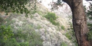 Winter Ceanothus blooms in Mission Canyon, Santa Barbara, CA