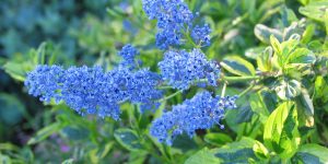 Blue Ceanothus flower