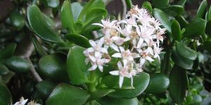 Crassula ovata - Jade plant