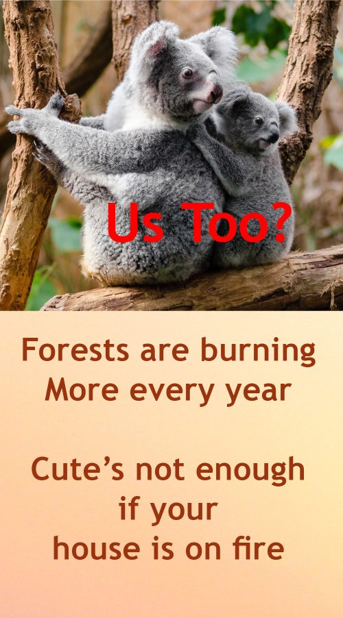 Koalas ion atree. Words say "Us Too?" with a short poem about climate change and fires