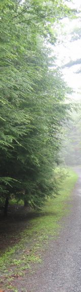 A gravel road in acloudy woods. Summertime, Glen Spey, New York