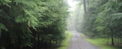 A gravel road in acloudy woods. Summertime, Glen Spey, New York