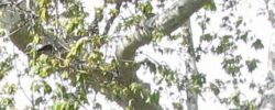 Sycamore-right-1-x-4-1