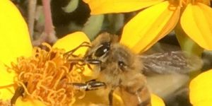 Honey bee on Tagetes lemonii flower b