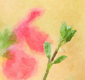 Paint style flower bud. Pink sage.