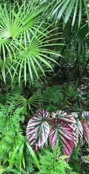 Brightly colored leaves, Hawaii Tropical Gardens, Hilo