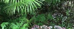 Brightly colored leaves, Hawaii Tropical Gardens, Hilo